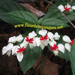  - clerodendron-thomsoniae-m