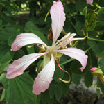 Bauhinia sp. / Arbre Orchidée - lot de 10 graines