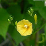 Ipomea hederifolia lutea / Ipomée jaune - lot de 15 graines