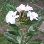 Pachypodium saundersii  - lot de 5 Graines - Rare