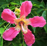 Ceiba speciosa / Faux Kapokier - Jeune plant