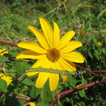 Rubdeckia fulgida  / Marguerite jaune - lot de 15 graines