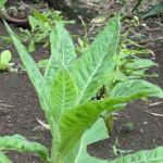 Nicotiana tabacum / Tabac - lot de 100 graines