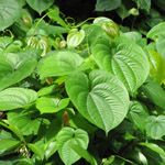 Dioscorea bulbifera / Pomme en l'Air - Tubercules