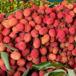 Letchi - Litchi sinensis Letchi - Litchi sinensis