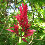 Megakepasma erythrochlamys / Justicia Rouge - Jeune plant