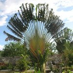 Ravenala madagascariensis / Arbre du Voyageur - lot de 15 graines